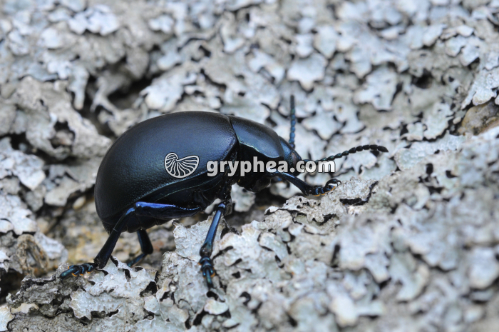 Timarcha tenebricosa (Chrysomelidé) - gryphea.com